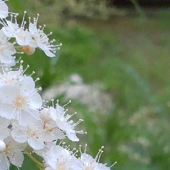日本桜草の画像