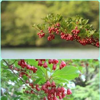 日本桜草の画像
