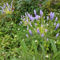 アガパンサスの画像