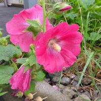 タチアオイの画像