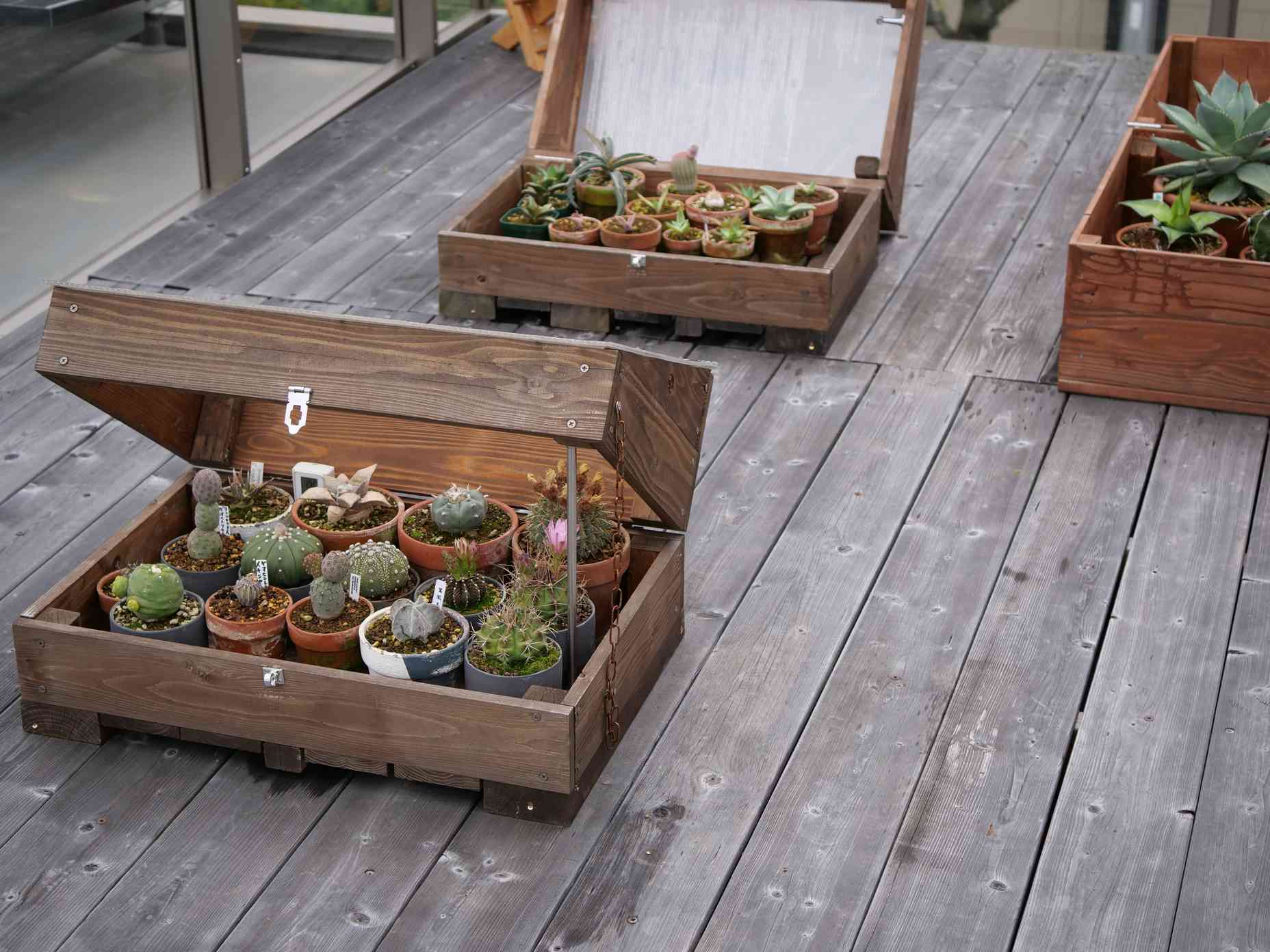 男*屋様 ルビー錦 S146×16苗 土鉢付き 多肉植物 エケベリア サボテン 男*屋様 ルビー錦 S146×16苗 土鉢付き 多肉植物 エケベリア