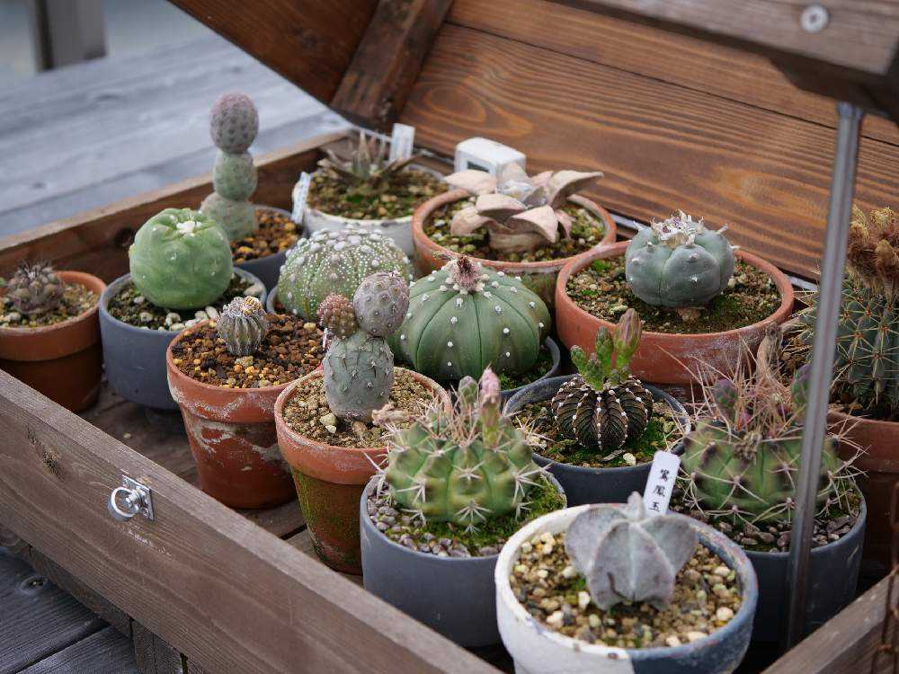 多*物様 花団錦 N256×24鉢 土鉢付き 多肉植物 アエオニウム サボテン