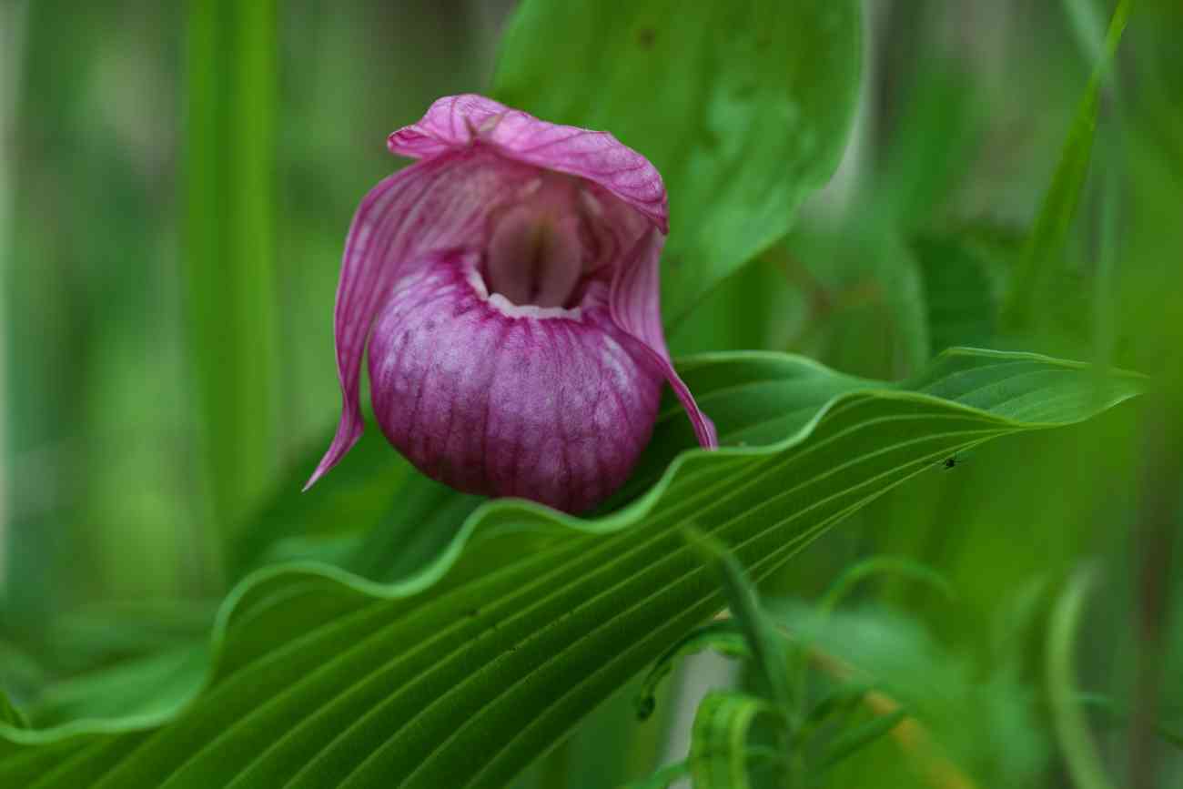 新.花の百名山 三ツ峠山のお花 6月🌸｜🍀GreenSnap（グリーンスナップ）