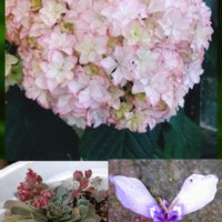 チリアヤメ,ベルム,タキタス ベルス,紫陽花　カレン,多肉植物の画像