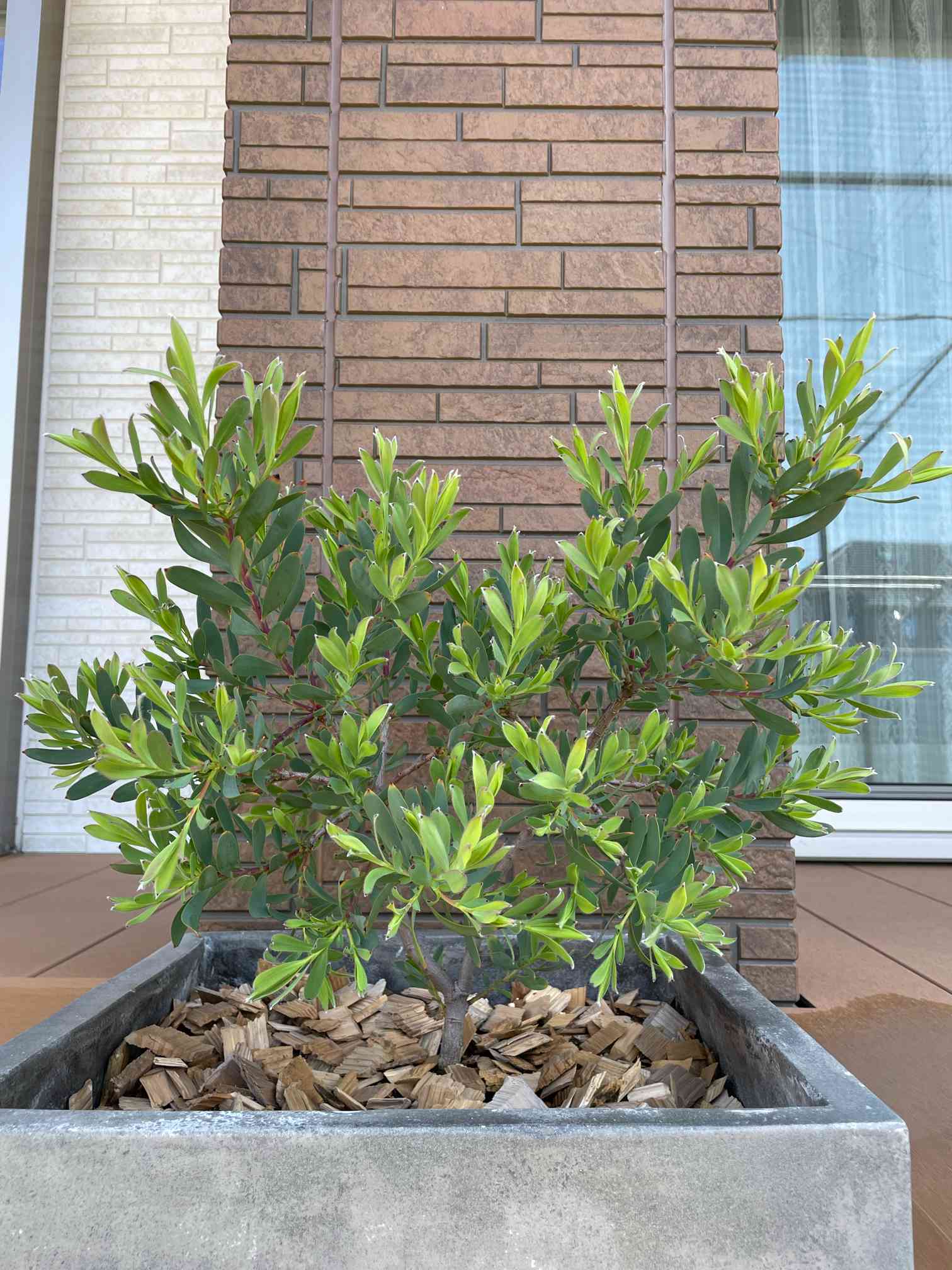 備忘録】リューカデンドロン デビルズブラッシュを育ててみる