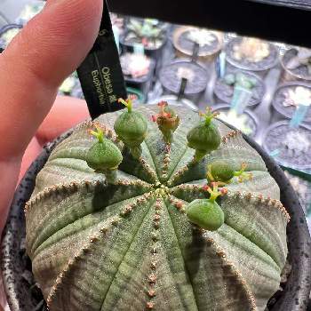 多肉中毒,多肉植物,ユーフォルビア ・オベサ,おうち園芸,元気に育ててますよの画像