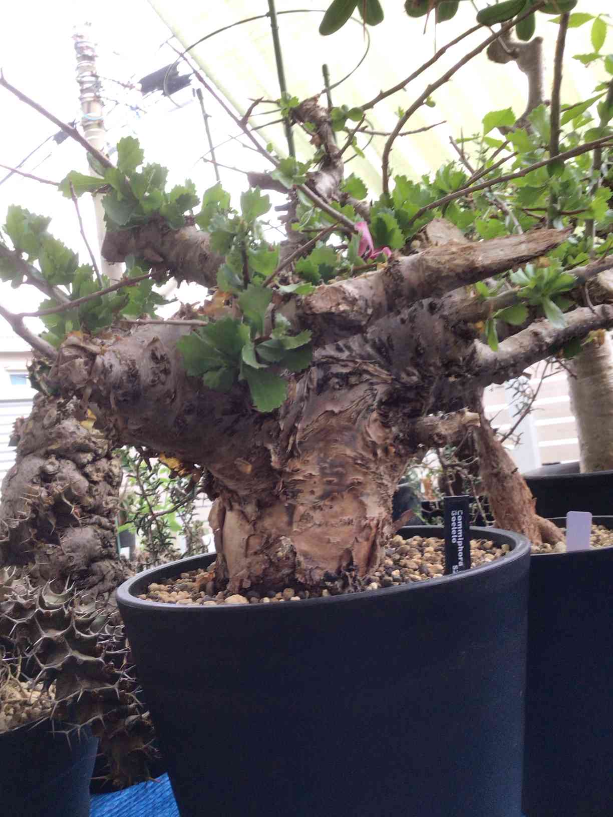 コミフォラ・クアの一覧｜🍀GreenSnap（グリーンスナップ）