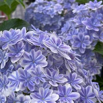 紫陽花　万華鏡,紫陽花万華鏡,3年目,おうち園芸,紫陽花大好きの画像