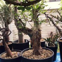 メストクレマ ツベローサム,デロニクス・プミラ,コミフォラ・ホルトジアナ,塊根植物,珍奇植物の画像