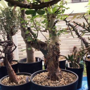 メストクレマ ツベローサム,デロニクス・プミラ,コミフォラ・ホルトジアナ,塊根植物,珍奇植物の画像