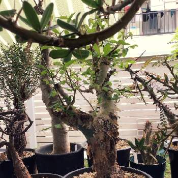 クラッスラ　ワインカップ,クラッスラ　ウンベラ,アドバイス下さい,ふしぎちゃん,うまくできるかな？の画像