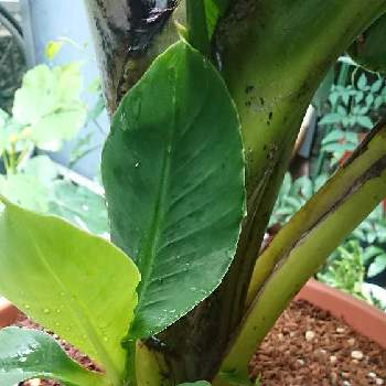 モンキーバナナ同好会,土いじり大好き,植物育成家,バナナ同好会,京都 城下町 伏見の画像