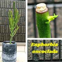 ユーフォルビア オンコクラータ,多肉植物,NO GREEN  NO LIFE,棒の日,スクスク成長中の画像