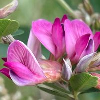 ハギ,ヤマハギ,山野草,花木,樹木の画像