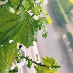 大葉 青しそ,大葉 青しそ,種から,野菜 水耕栽培,室内栽培の画像