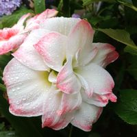 アマリリス,アマリリス　キャンディアマデウス,アマリリス　キャンディアマデウス,アマデウス　アマリリス,球根植物の画像
