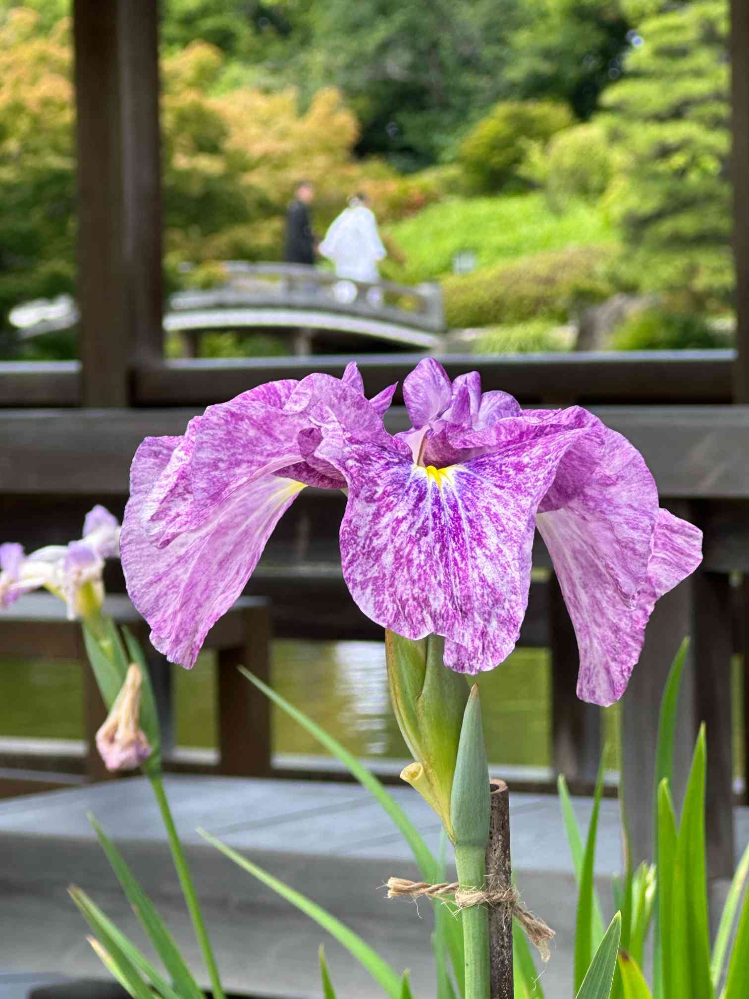 大仙公園日本庭園「花しょうぶ展」堺市民憩い・癒やしのスポットです