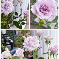 ミニバラ ウィンターマジック,ミニバラ・ウインターマジック,ミニバラ・ウインターマジック,ミニ薔薇　ウィンターマジック,ミニ薔薇　ウィンターマジックの画像