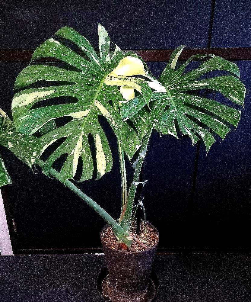 モンステラ デリシオーサ 根上がり仕立て(9月12日更新｜🍀GreenSnap