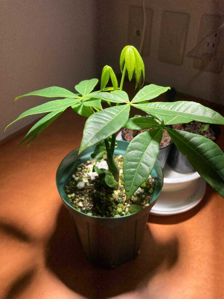 種から二股パキラ(2023年4月10日播種)｜🍀GreenSnap（グリーンスナップ）