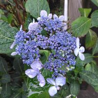 ガクアジサイの画像