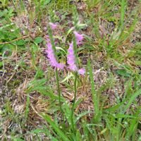 ネジバナの画像