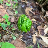 ヒトリシズカの画像