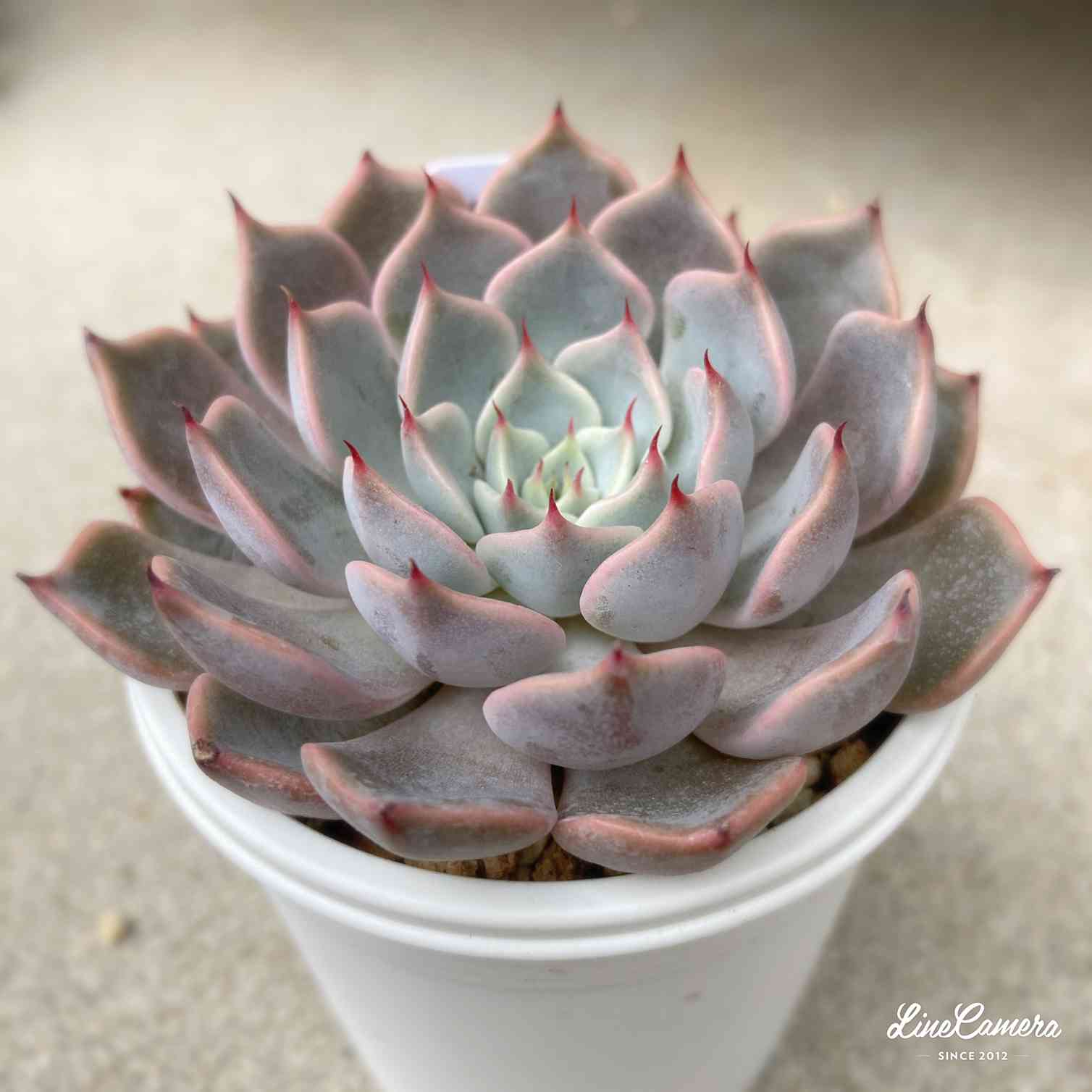 渥美園芸苗の一覧｜🍀GreenSnap（グリーンスナップ）