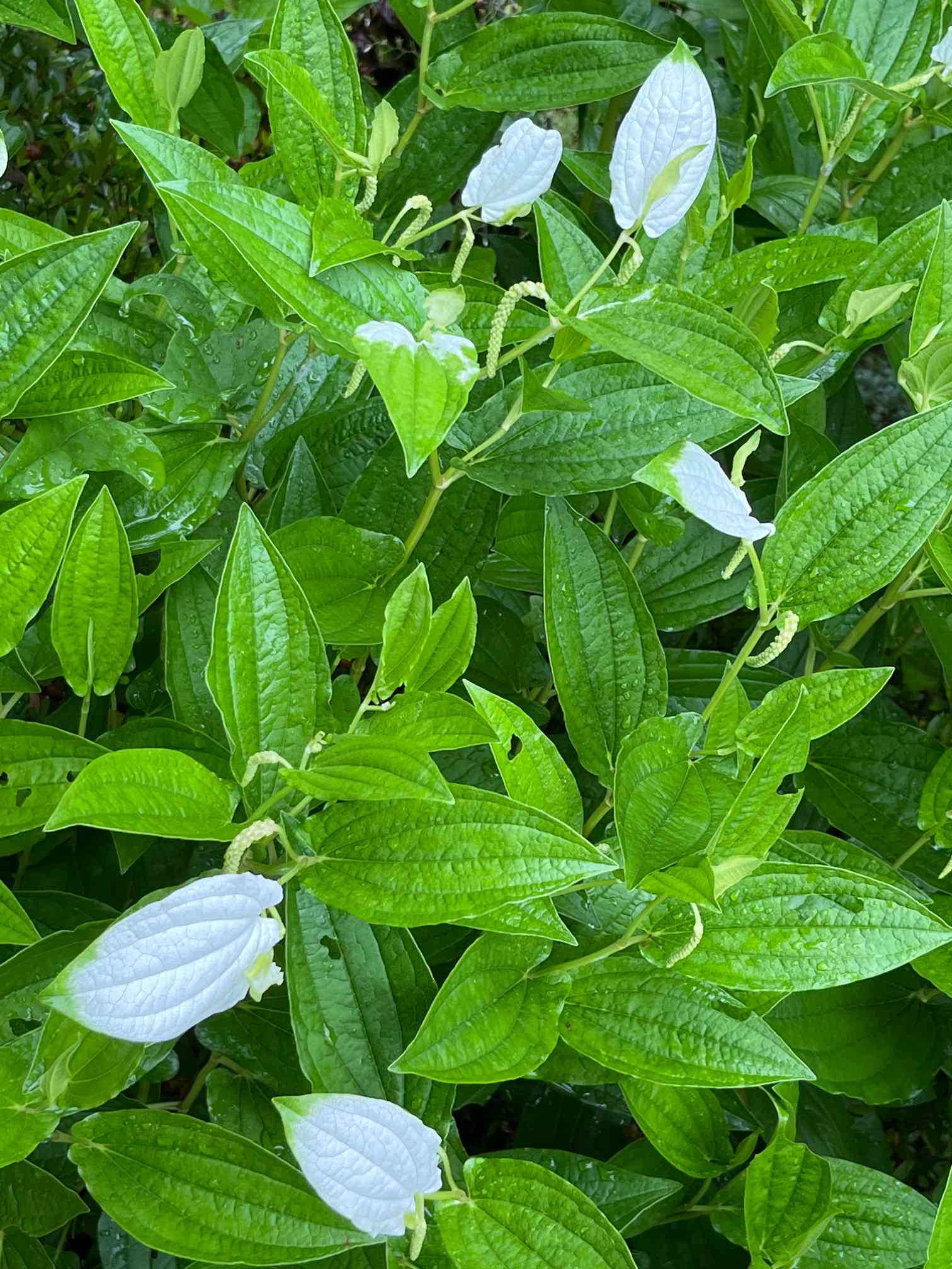 山野草 多年草 ハンゲショウ 半化粧 茶花 上品な ハンゲショウ半夏生の