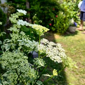 花壇,初心者,レンガ,花のある暮らし,北海道の画像