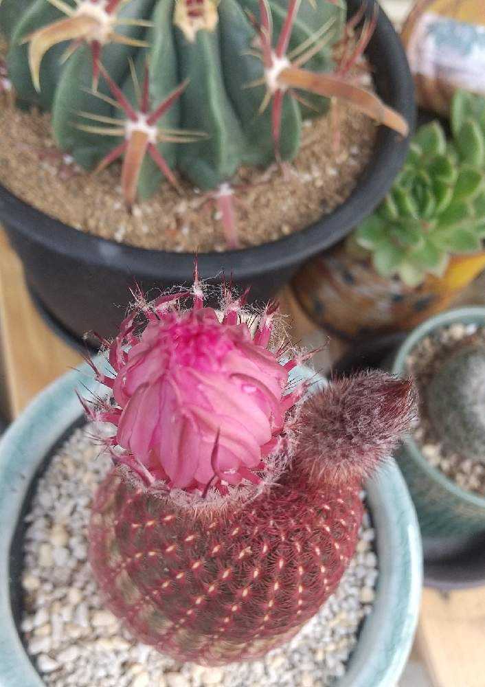 紫太陽 開花まで💜｜🍀GreenSnap（グリーンスナップ）