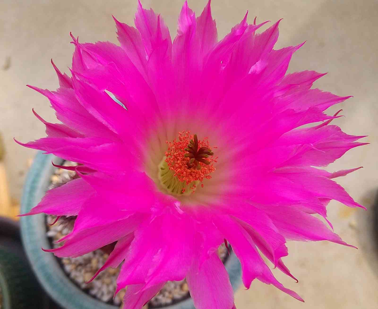 多肉植物 紫ピンク グラデーション 花芽付き*6 多肉植物】【紫色の多肉】うちにあるパープルの多肉達をご紹介し