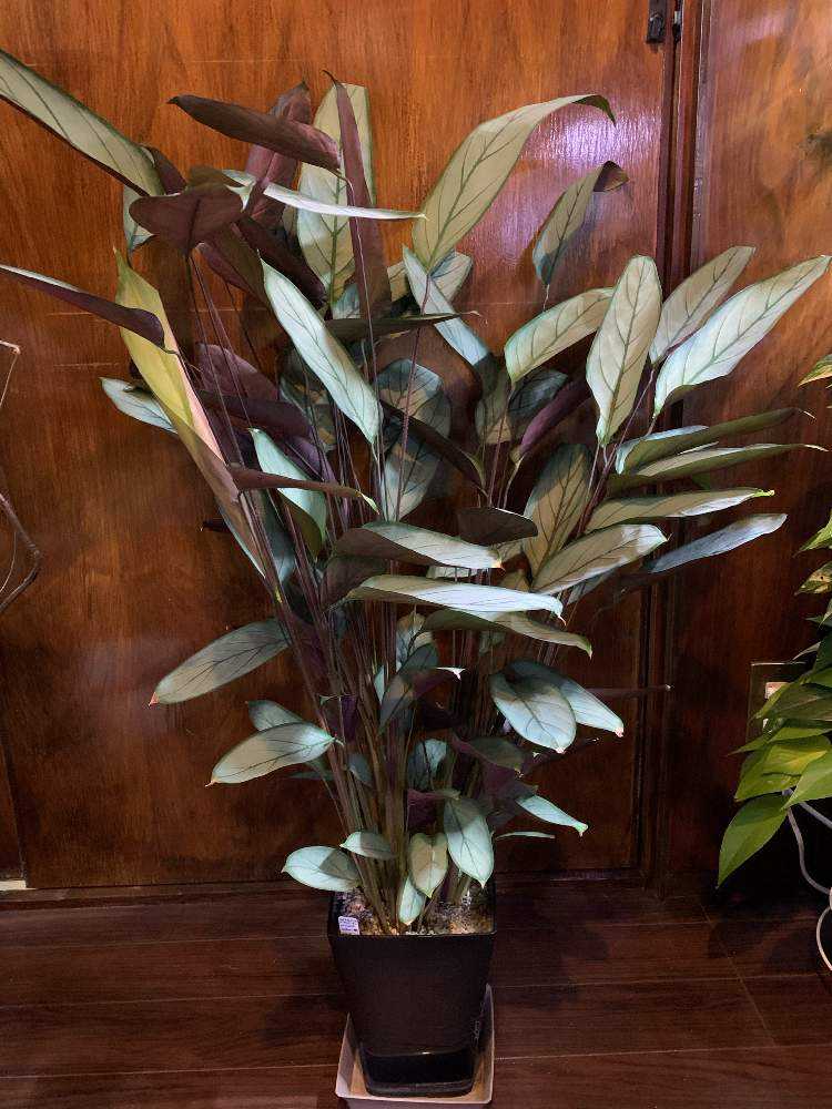 クテナンテ セトサ“グレイスター”の記録｜🍀GreenSnap（グリーンスナップ）