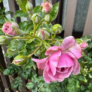 バラ　プロローグ,ガーデニング,フロントガーデン,初夏の庭,ばら バラ 薔薇の画像