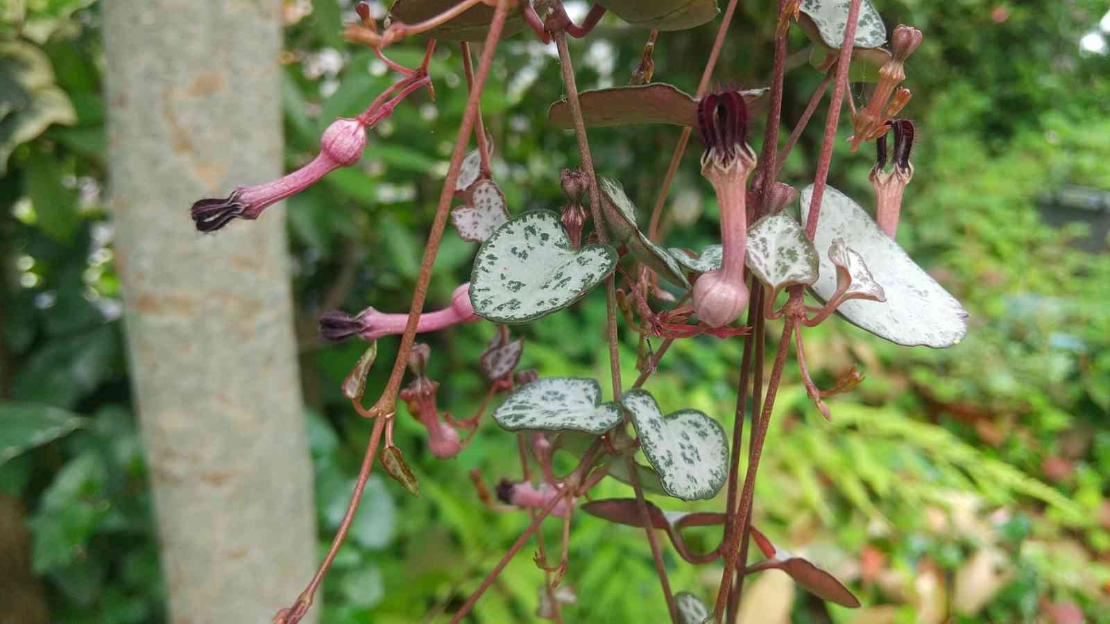 ハートカズラ　6.7.8 ハートカズラ 6.7.8 【公式通販】