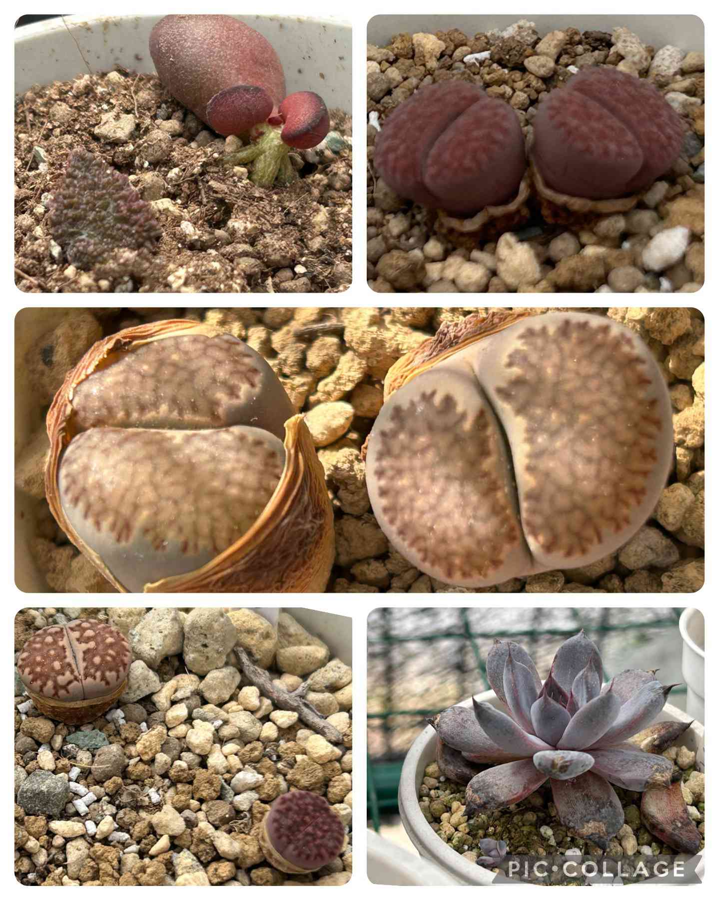 多肉植物 アドロミスクス・アビオスマウンテン 多肉植物 アドロミスクス・アビオスマウンテン