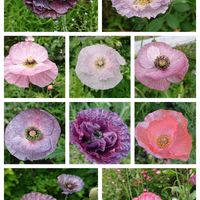 ヒナゲシ,ポピー　アメージンググレイ,種まきっ子,花のある暮らし,今日のお花の画像