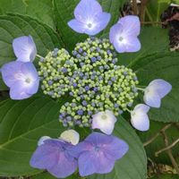 ガクアジサイの画像