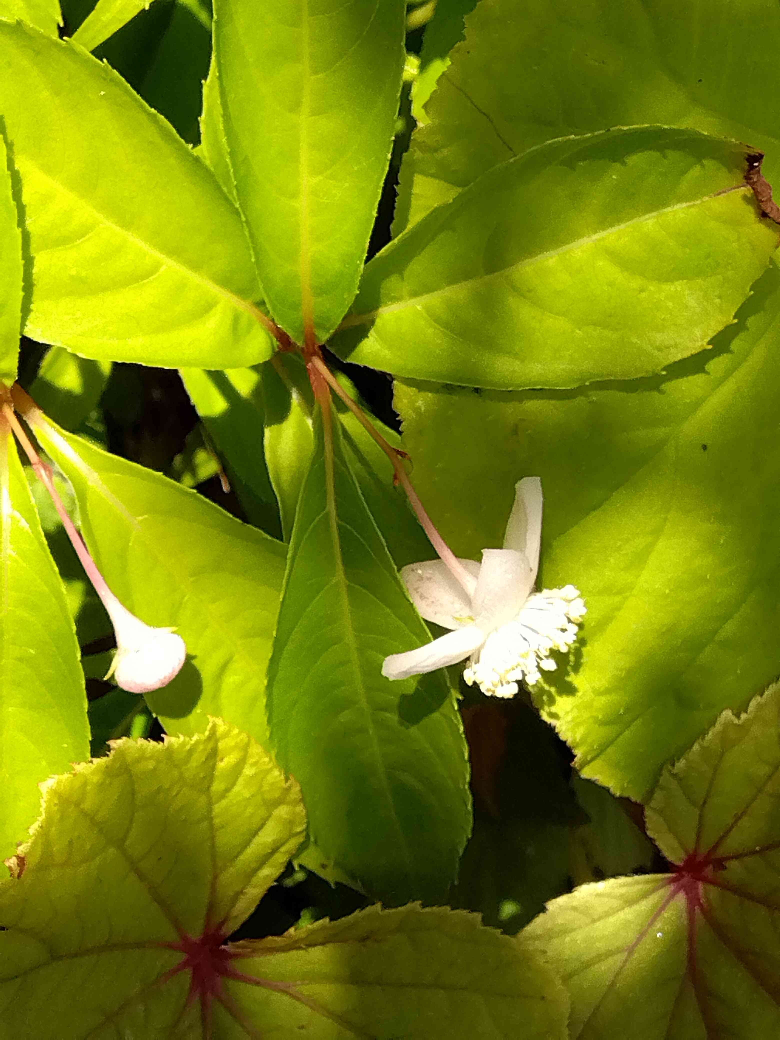 梅花甘茶咲き始めました🎶｜🍀GreenSnap（グリーンスナップ）