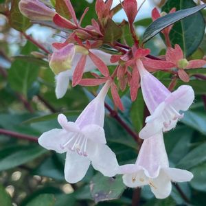 アベリア,植栽,お出かけ先の画像