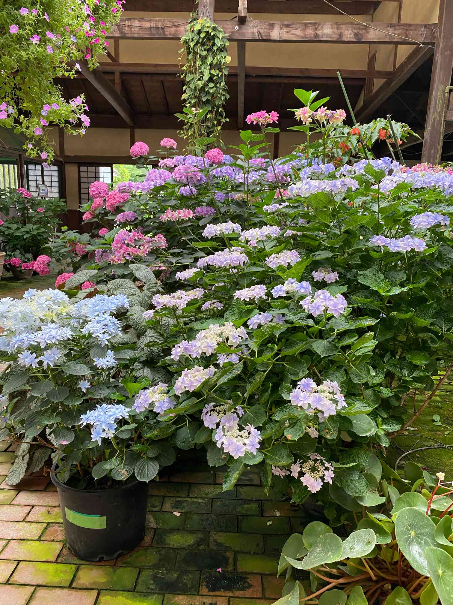 加茂荘花鳥園に紫陽花を見に行きました💙💜｜🍀GreenSnap（グリーンスナップ）