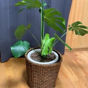 モンステラ,モンステラ デリシオーサ,観葉植物,大型観葉植物,株分モンステラの画像