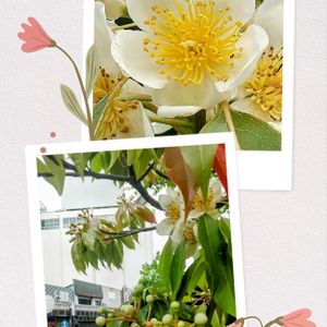 イジュ,イジュ（ヒメツバキ）,イジュの花,白い花,スマホ撮影の画像