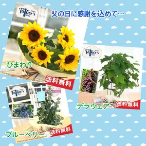 鉢植え,ギフト,実のなる植物,植中毒,ネットショップの画像