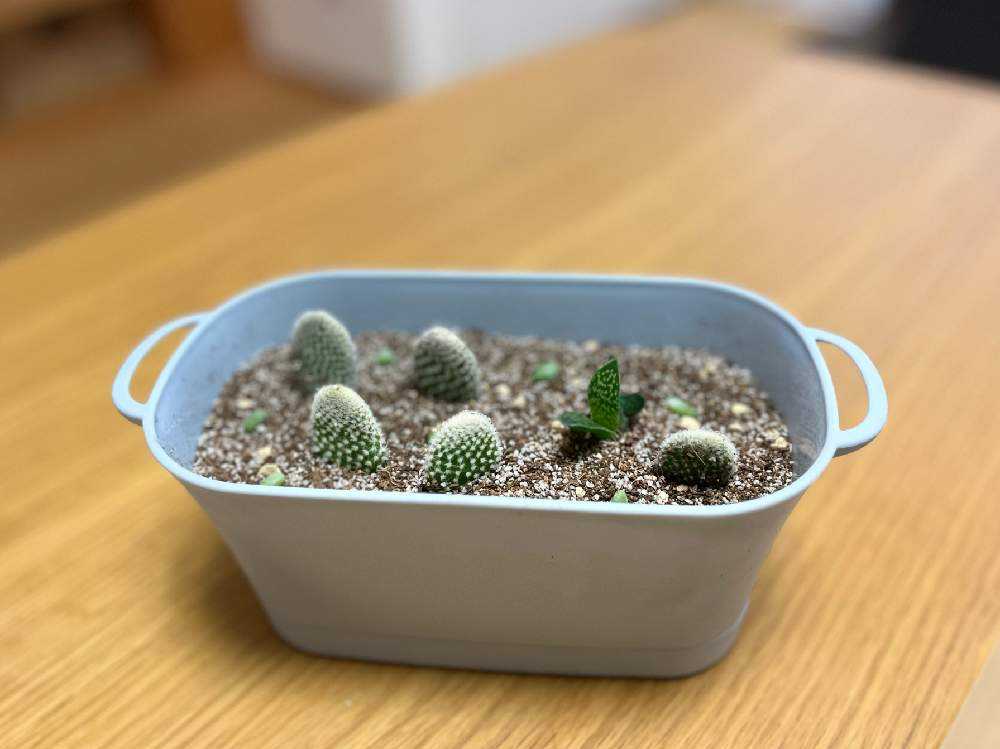 サボテン【Puna sp.Nova】（子株からの育成株） サボテン【Puna sp.Nova】（子株からの育成株） サボテン【Puna sp