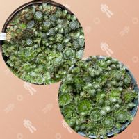 巻絹,センペルビウム,多肉植物,花のある暮らし,お花大好き♡の画像