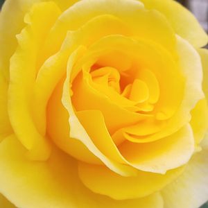 バラ,黄色い薔薇,お庭,ビタミンカラー,黄色いバラの画像