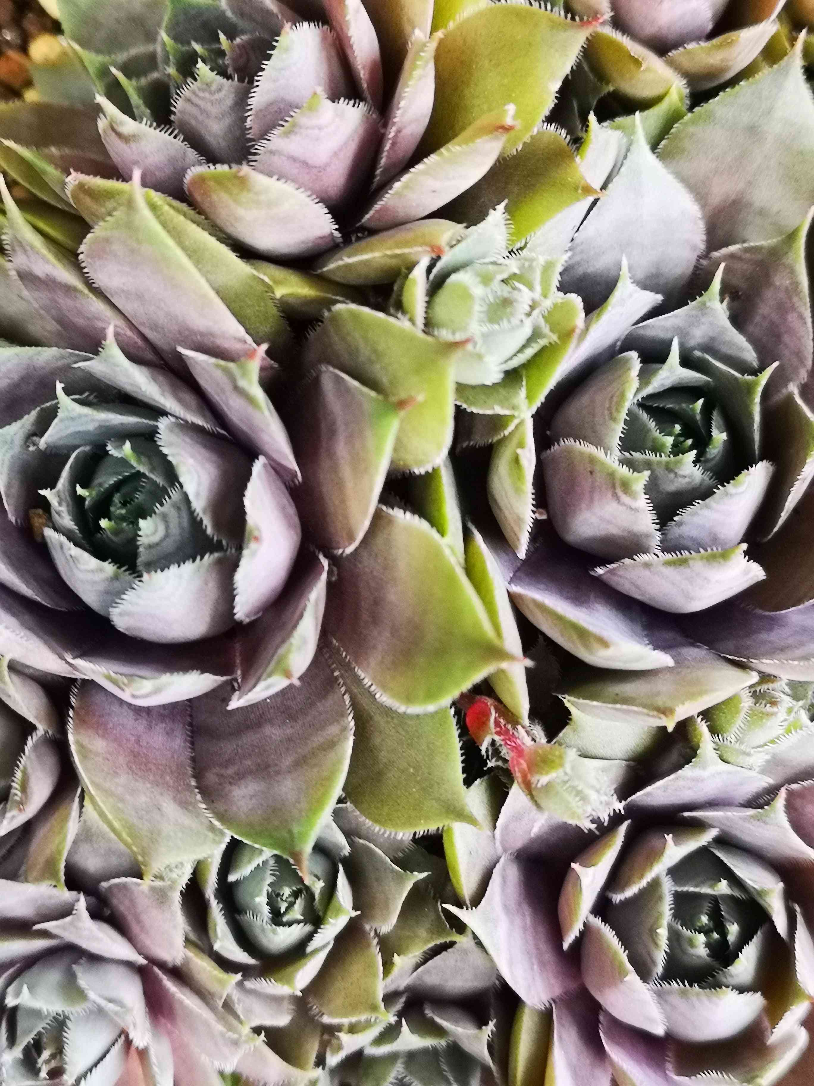 センペルビウム デザートブルームの一覧｜🍀GreenSnap（グリーンスナップ）