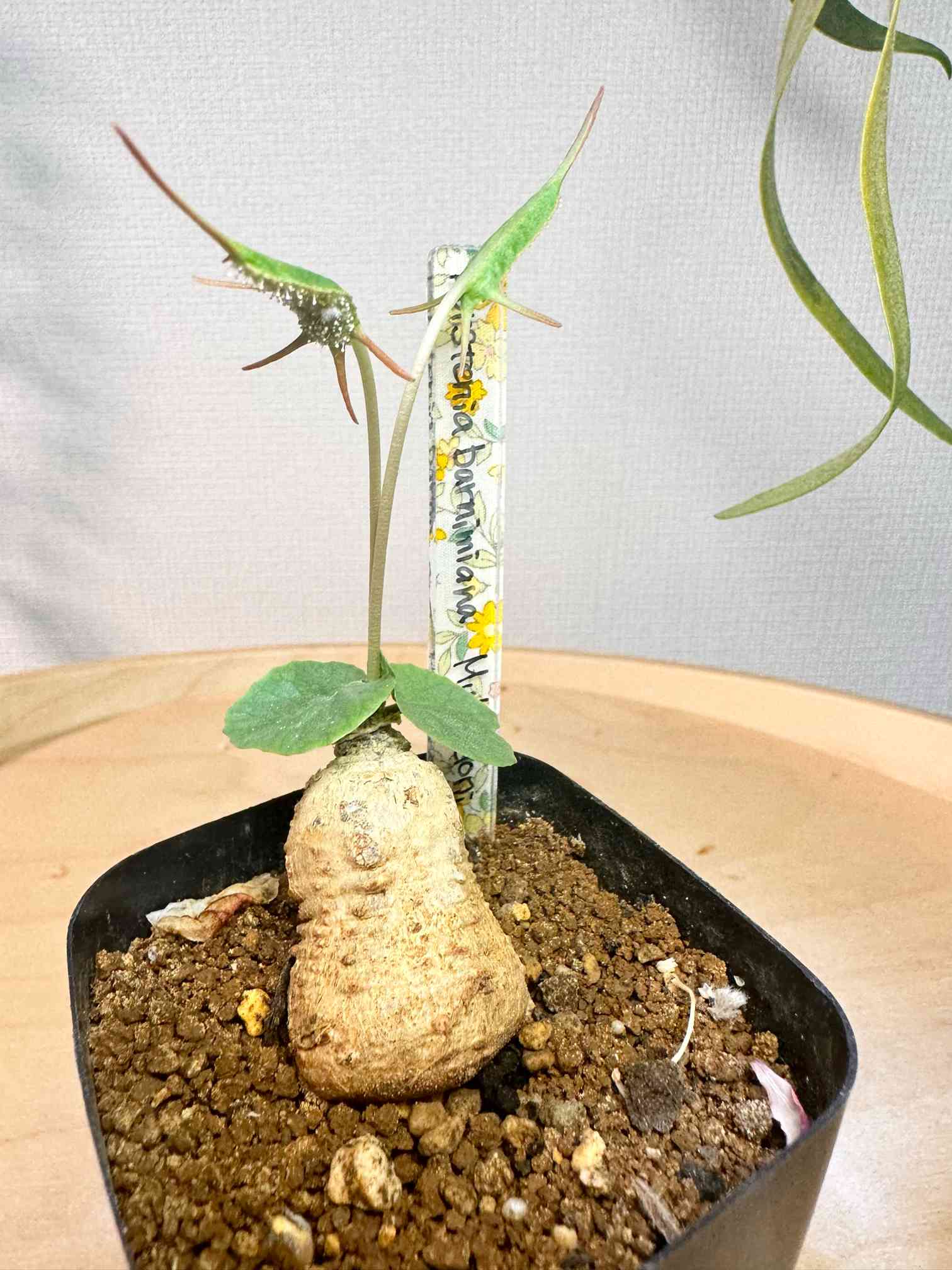 ドルステニア バルミニアナの一覧｜🍀GreenSnap（グリーンスナップ）
