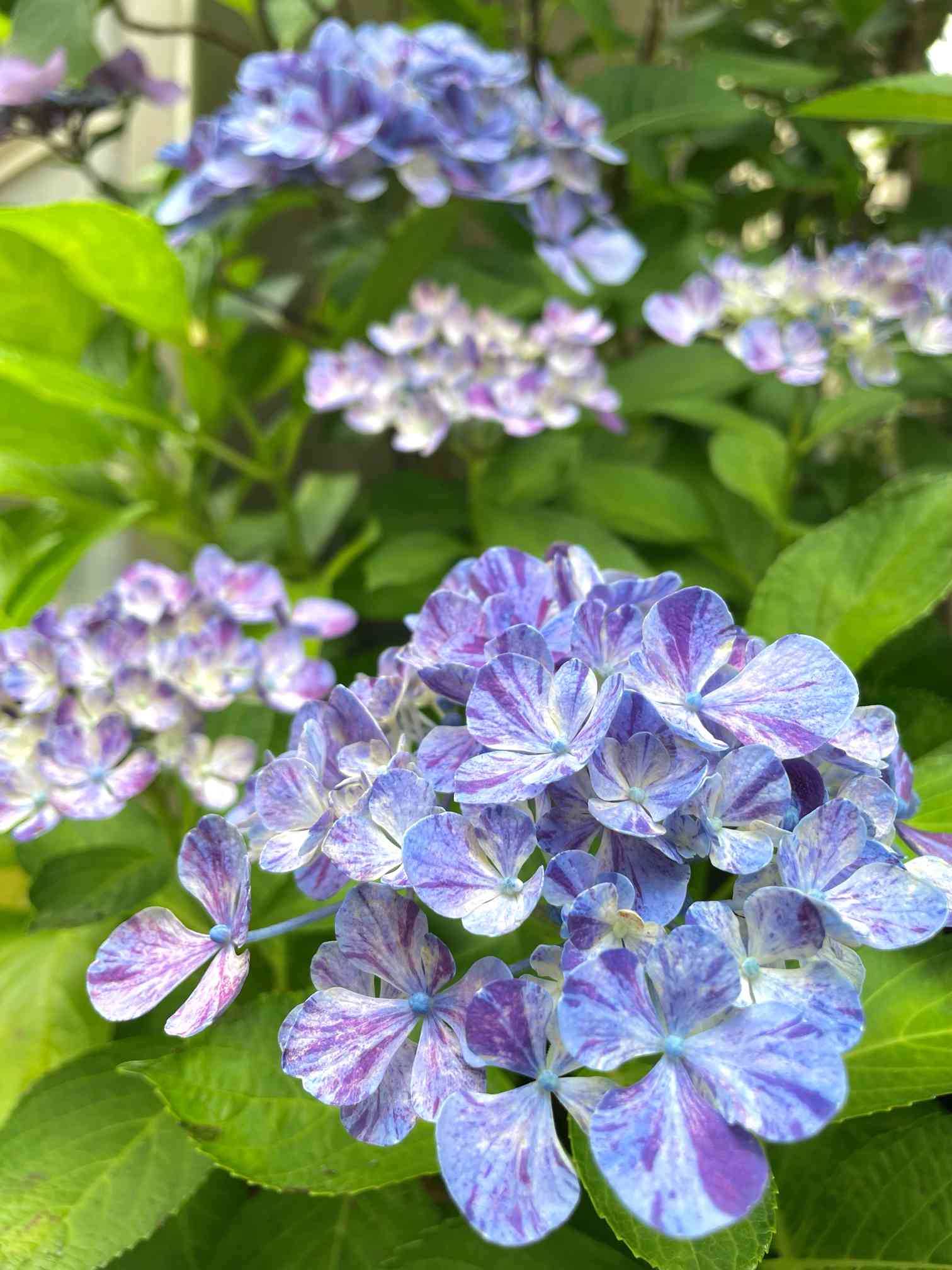 水色の恋(舞姫ブルー)の一覧｜🍀GreenSnap（グリーンスナップ）
